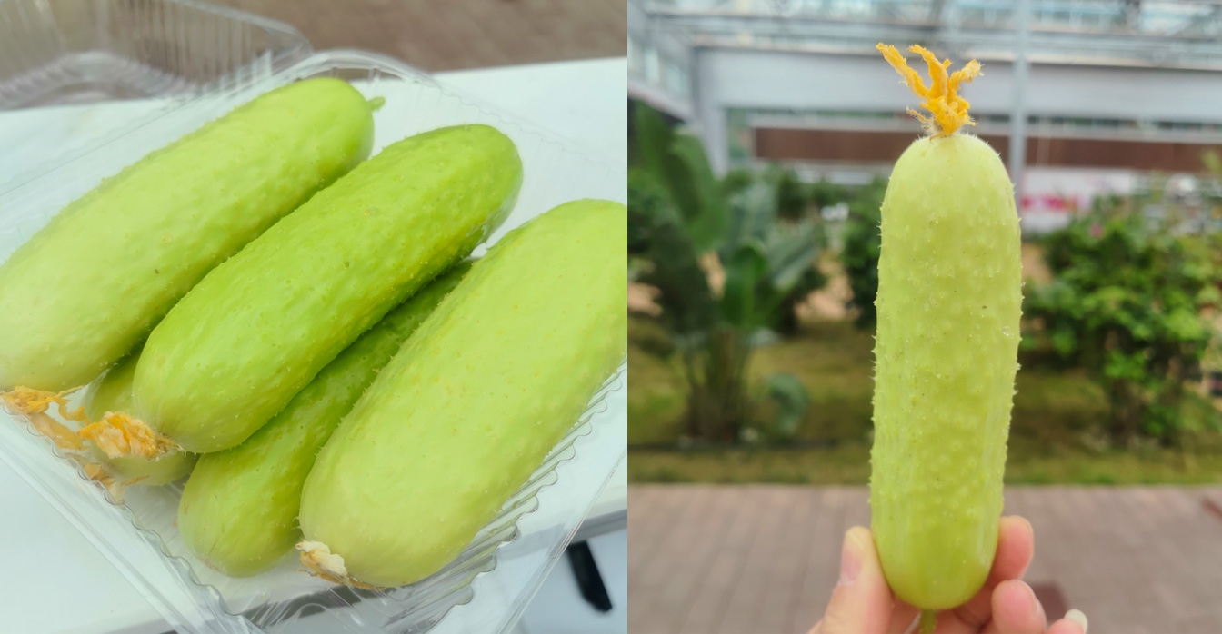 自治區綠色優質果蔬展銷中心psd-恢復的_19.jpg