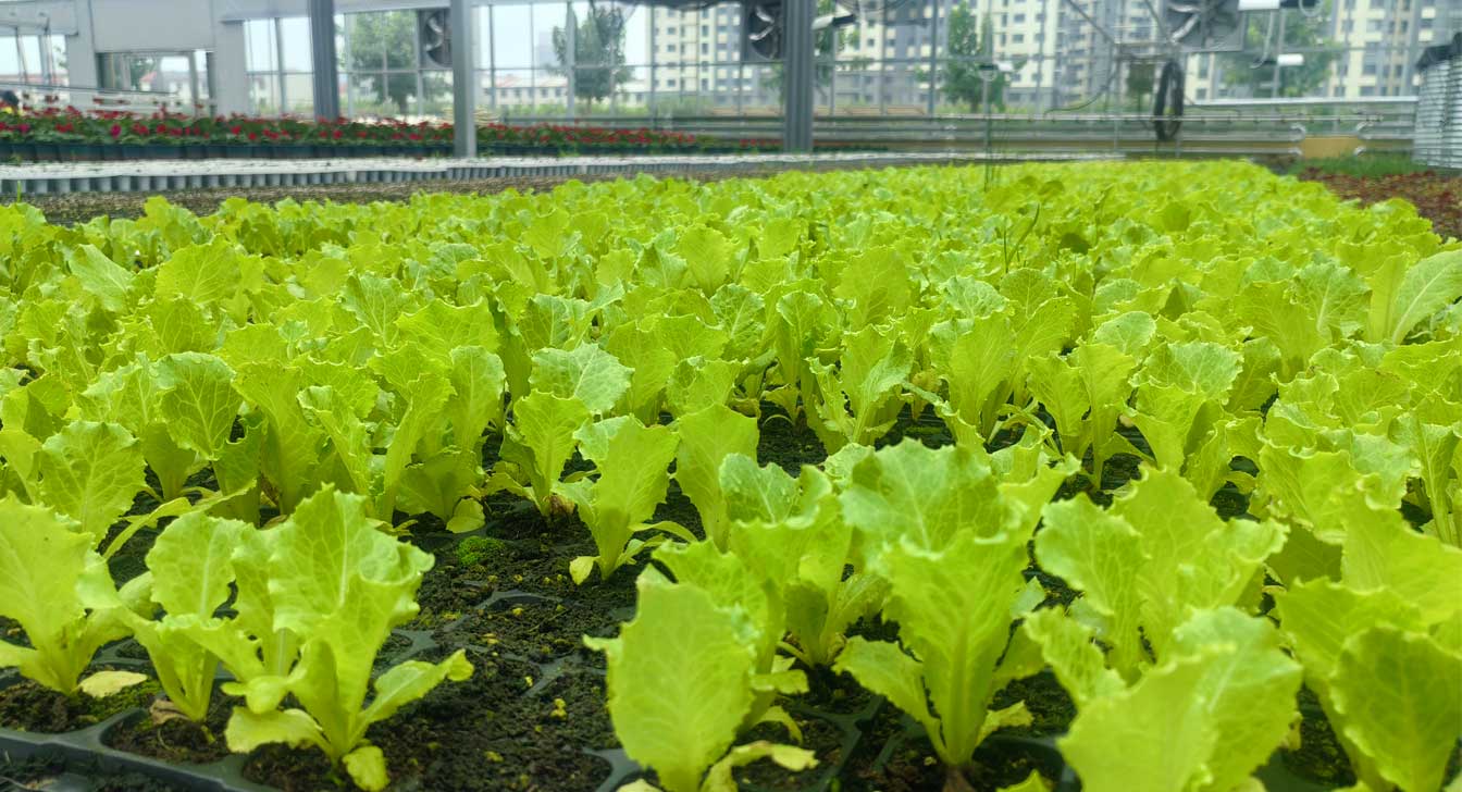 自治區綠色優質果蔬展銷中心psd-恢復的_27.jpg
