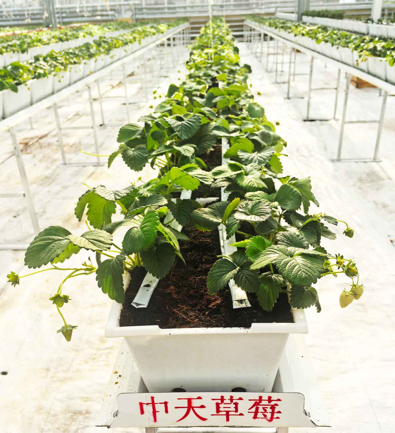 自治區綠色優質果蔬展銷中心psd-恢復的_29.jpg
