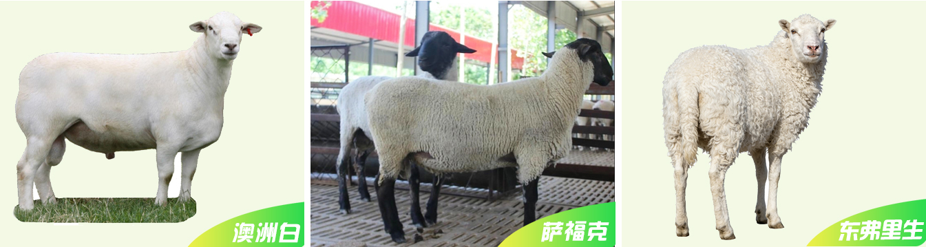 1、種羊網(wǎng)頁(yè)_07.jpg